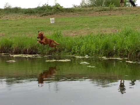 RAVE Retriever performing an active water retrieve