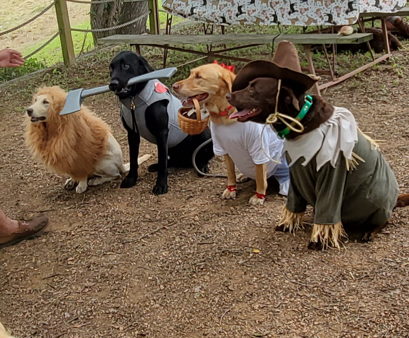 Authentic RAVE Retrievers dirty dog challenge photograph 10