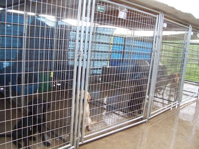 Authentic RAVE Retrievers facilities photograph 4