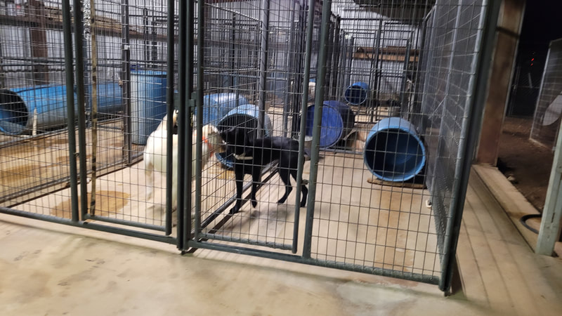 Authentic RAVE Retrievers facilities photograph 8
