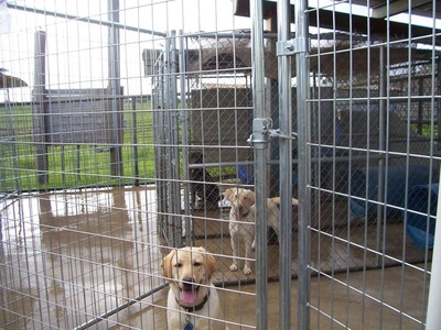 Authentic RAVE Retrievers facilities photograph 11