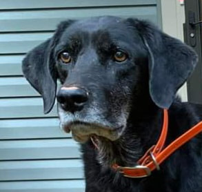Memorial photograph: MOLLY loved by The Thompson Family, April 2022