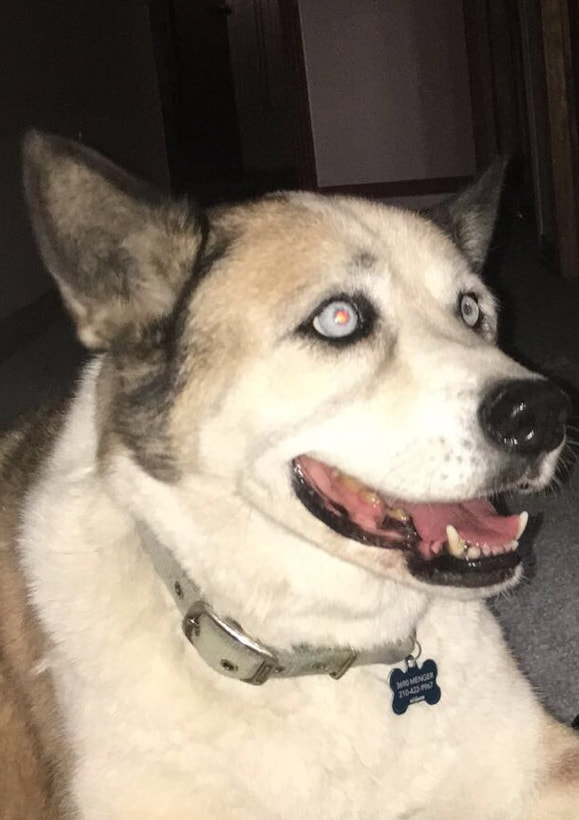 Memorial photograph: BLUE loved by his family the Hayes.