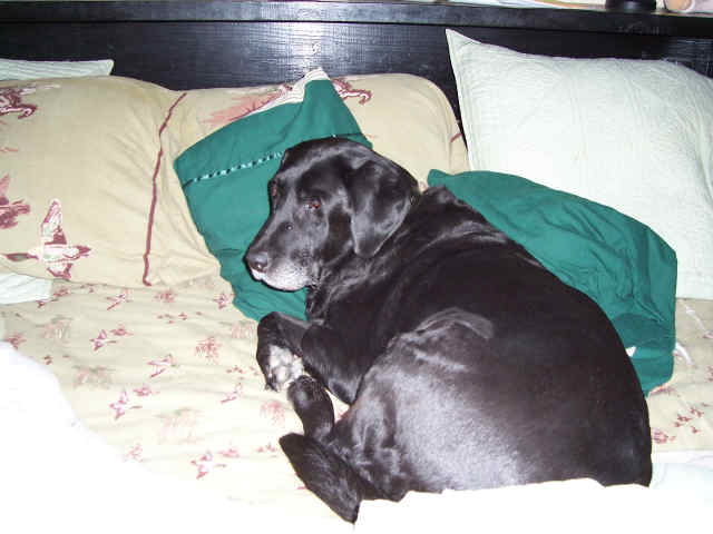 Memorial photograph: LuLu, beloved member of the Schwarz family