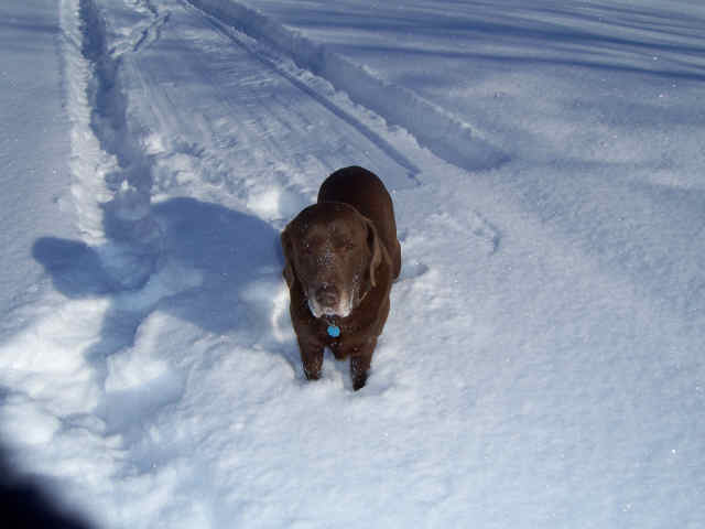 Memorial photograph: Steve's Sophia 2010-2023