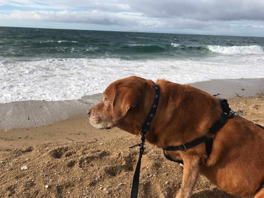 Memorial photograph: Birdie loved by all, but especially Elizabeth Pannill 3/2004 - 8/2018