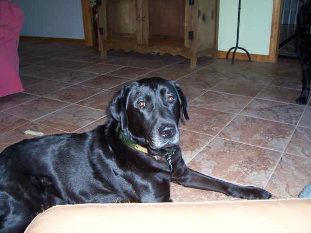 Memorial photograph: Chula, aka, Chulacabra. The stubborn cornerstone of our family.