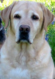 Memorial photograph: Mark Thompson RAVES RIP ROARIN TO GO RENEGADE - 'Til we meet again 2012/2021