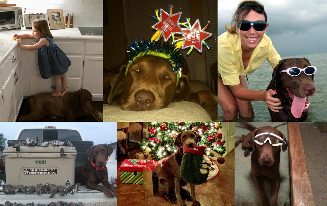 Memorial photograph: The Bascom's Wonderful Dog. JACK aka JackManDo 2006-2020