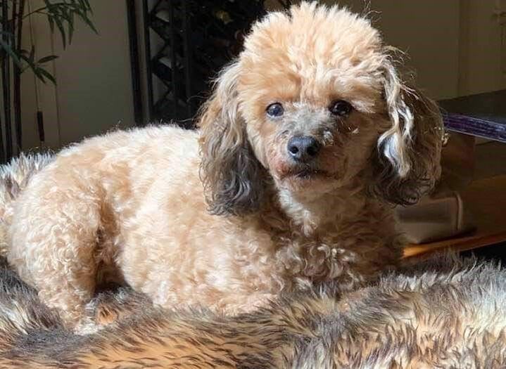 Memorial photograph: Heidi, fabulous hunting dog and competitor