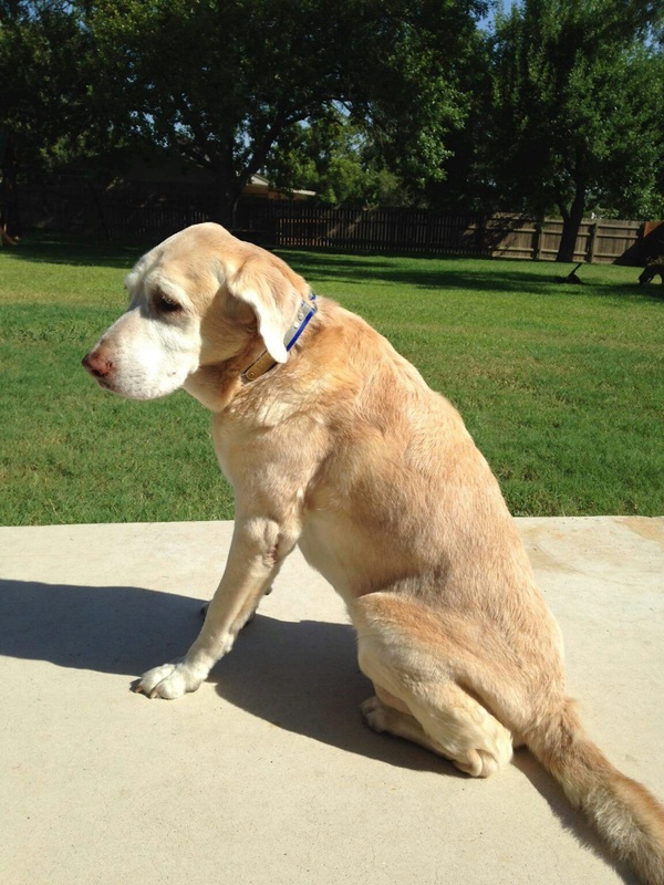 Memorial photograph: Halston aka Holly loved by Stephanie Carreon 2006-2018