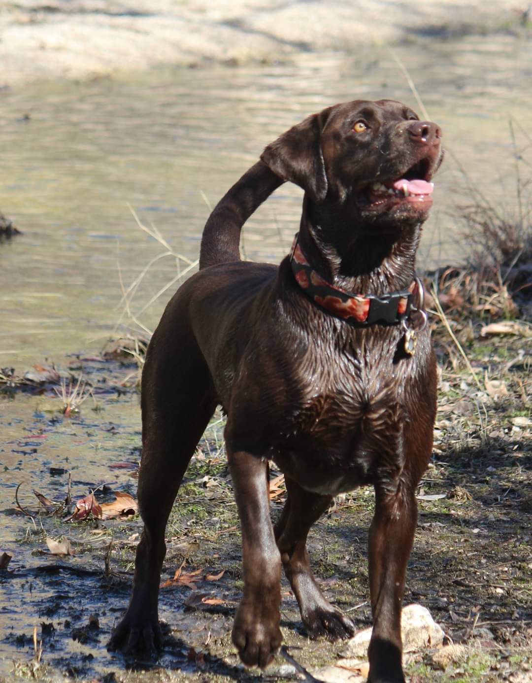 Memorial photograph: Murphy 2006/2020 - Loved by the Partlow Family & Friends