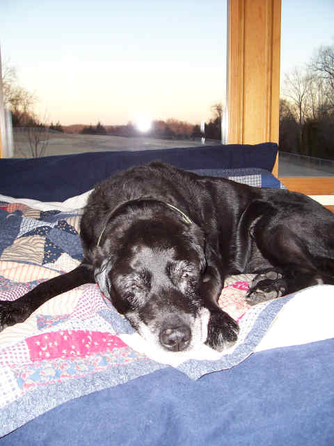 RAVE Retrievers owner photograph 2