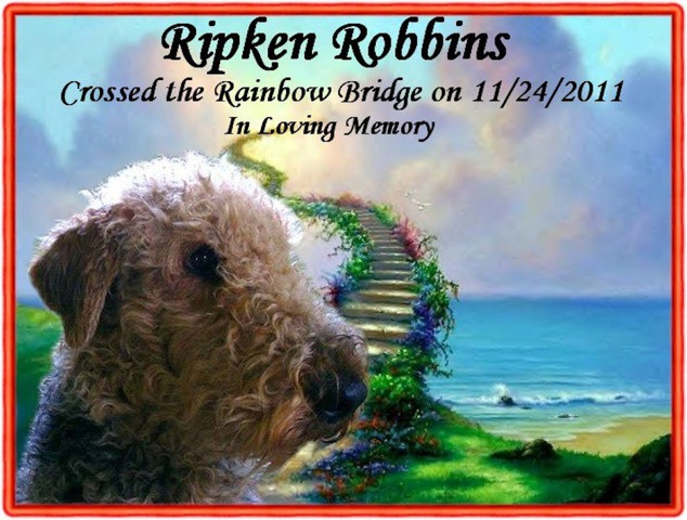 RAVE Retrievers owner photograph 3