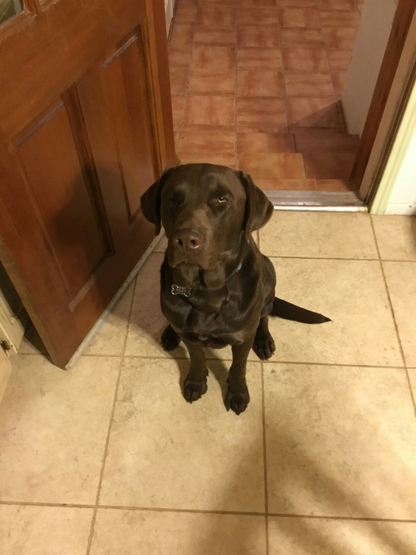 RAVE Retrievers owner photograph 4