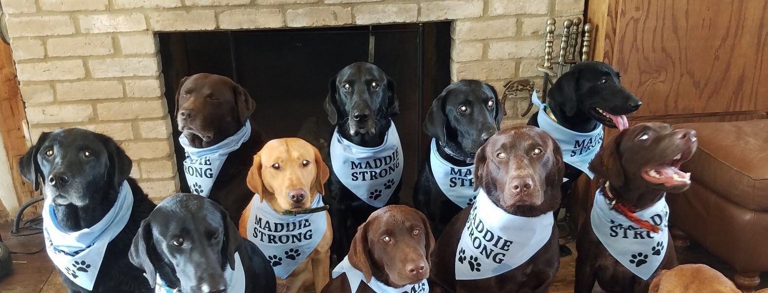 RAVE Retrievers owner photograph 5