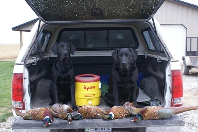 RAVE Retrievers owner photograph 6