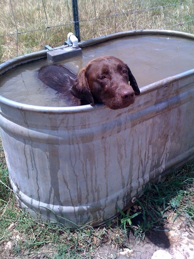 RAVE Retrievers owner photograph 20