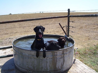 RAVE Retrievers owner photograph 25