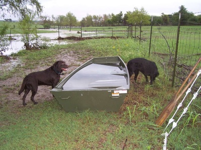 RAVE Retrievers owner photograph 67