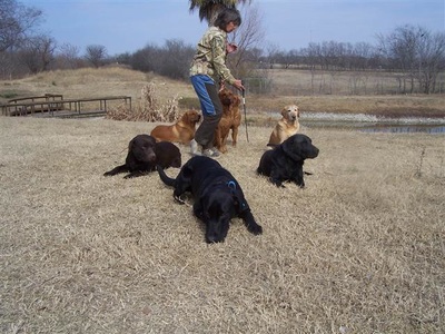 RAVE Retrievers owner photograph 75