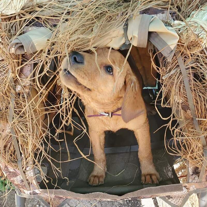 Authentic RAVE Retrievers pictures photograph 13