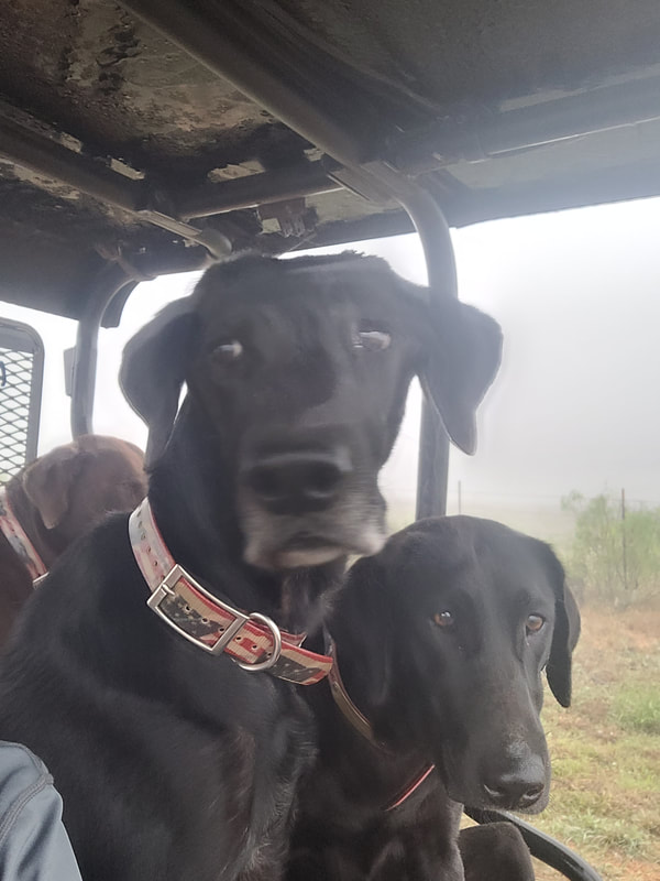 Authentic RAVE Retrievers pictures photograph 34