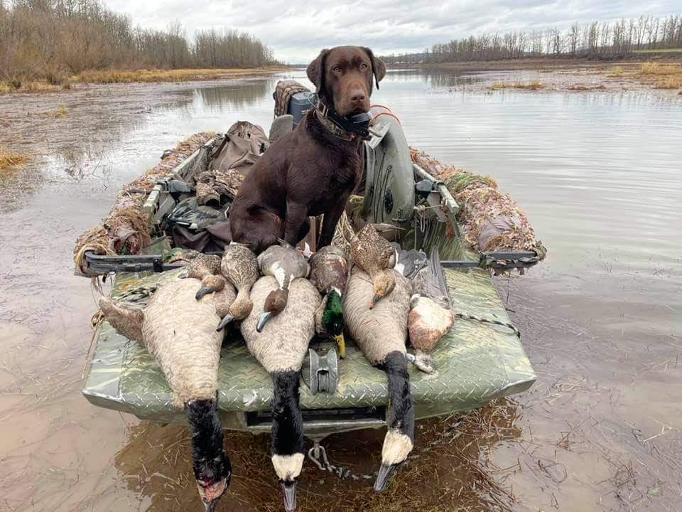 Authentic RAVE Retrievers pictures photograph 36