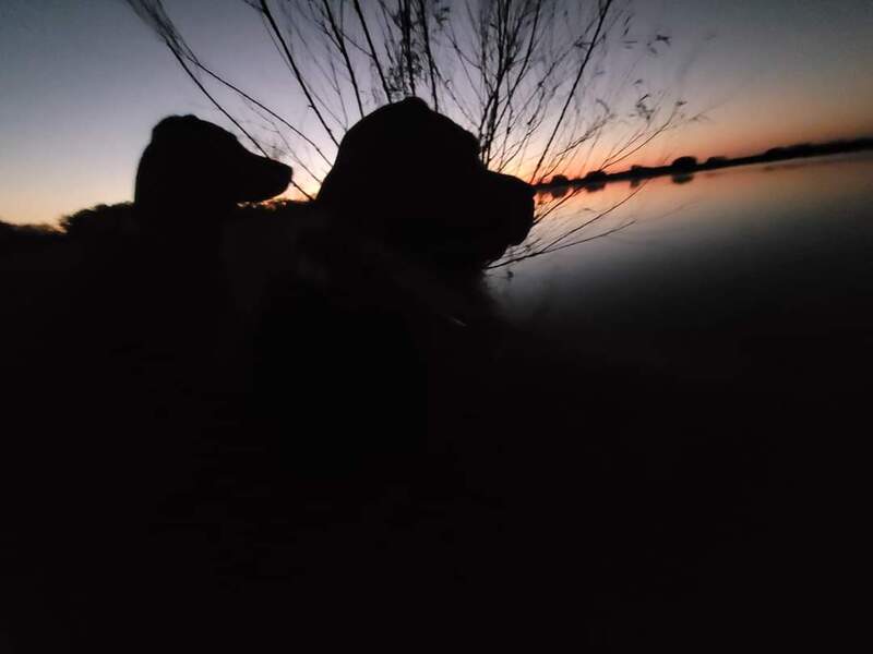 Authentic RAVE Retrievers pictures photograph 38