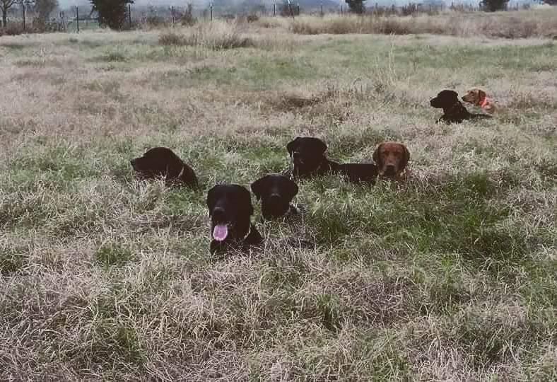 Authentic RAVE Retrievers pictures photograph 40
