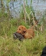 Authentic RAVE Retrievers pictures photograph 45