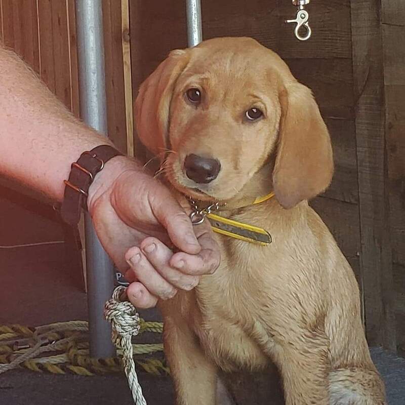 Authentic RAVE Retrievers pictures photograph 47