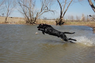 Authentic RAVE Retrievers pictures photograph 64