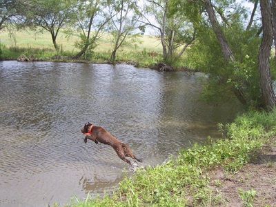 Authentic RAVE Retrievers pictures photograph 65
