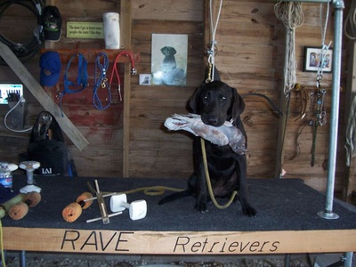 Authentic RAVE Retrievers pictures photograph 68