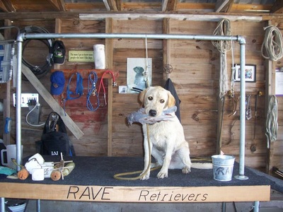 Authentic RAVE Retrievers pictures photograph 92