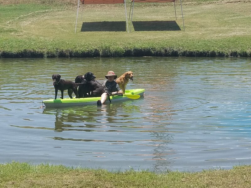 Authentic RAVE Retrievers pictures photograph 111
