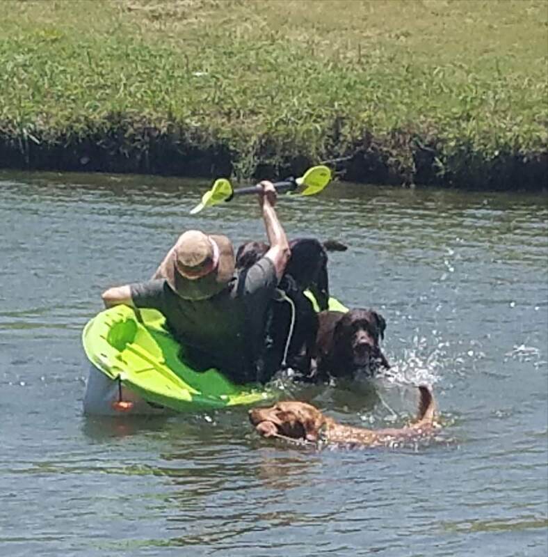 Authentic RAVE Retrievers pictures photograph 112