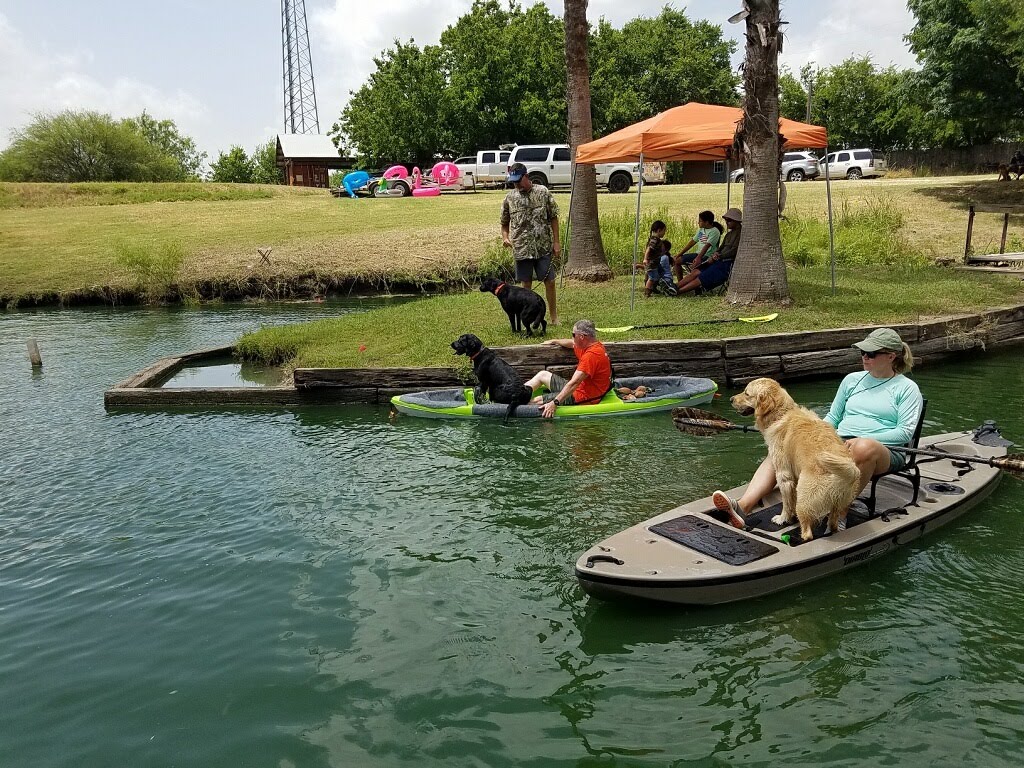 Authentic RAVE Retrievers pictures photograph 114