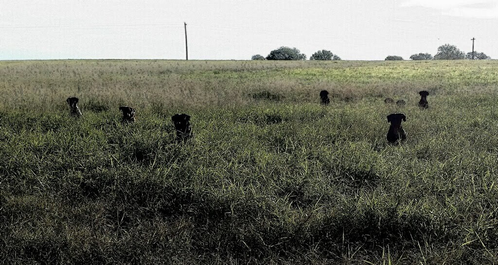 Authentic RAVE Retrievers pictures photograph 135