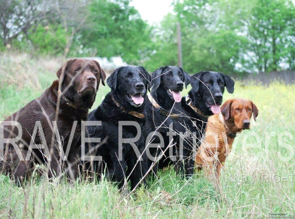 Authentic RAVE Retrievers pictures photograph 155