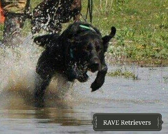 Authentic RAVE Retrievers pictures photograph 157