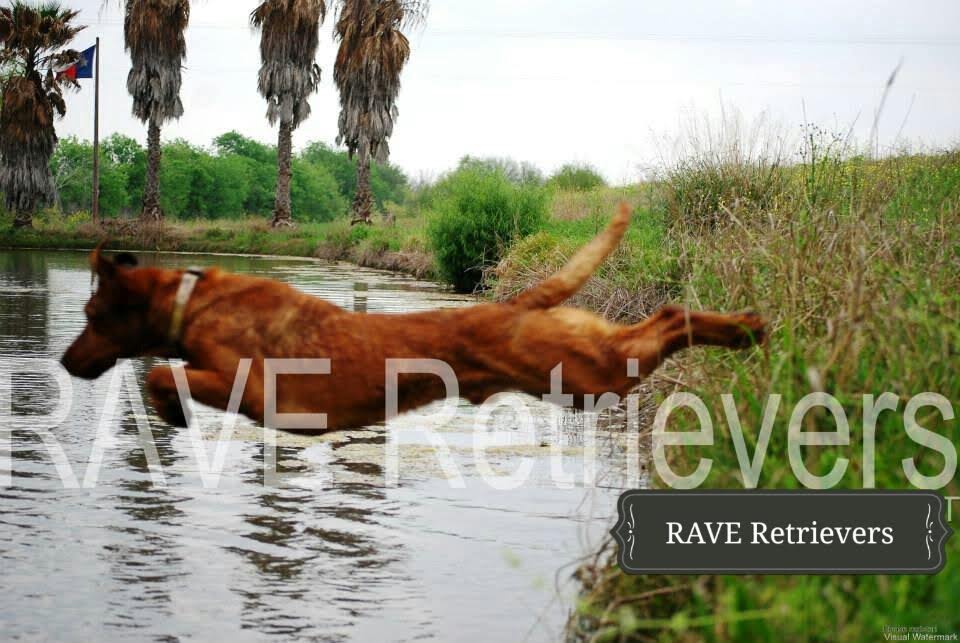 Authentic RAVE Retrievers pictures photograph 158