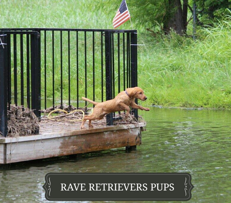 Authentic RAVE Retrievers pictures photograph 159