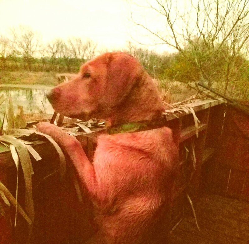 Authentic RAVE Retrievers pictures photograph 192