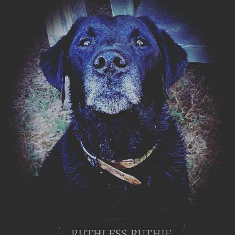 Authentic RAVE Retrievers pictures photograph 202