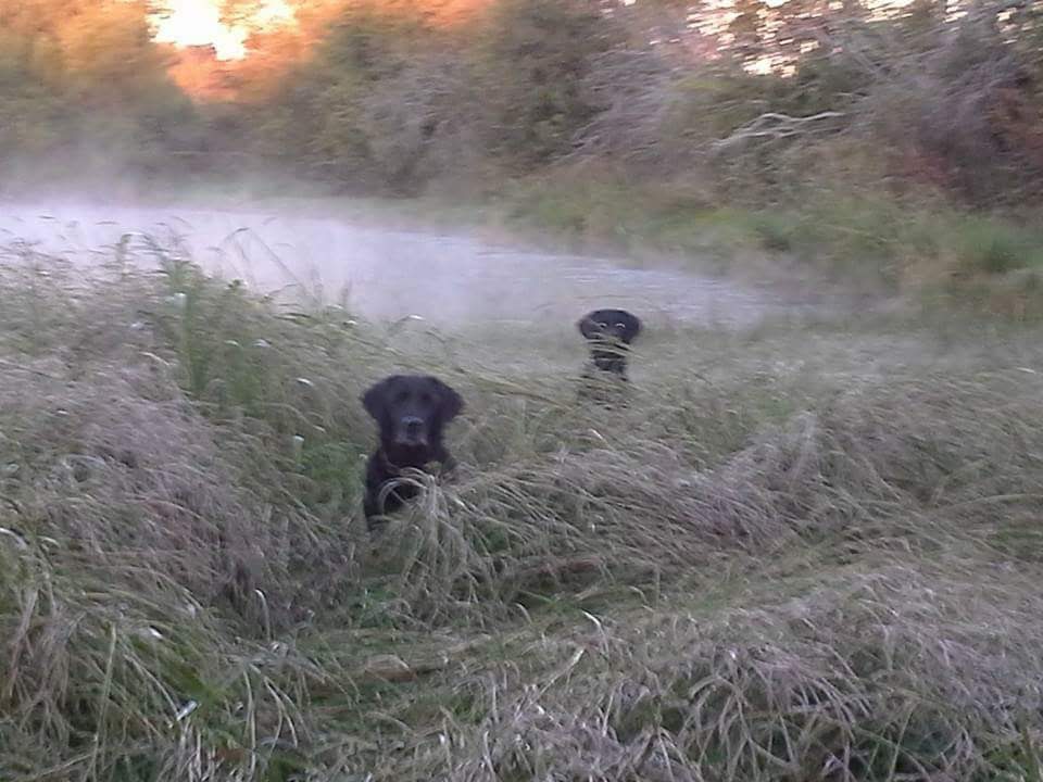 Authentic RAVE Retrievers pictures photograph 204