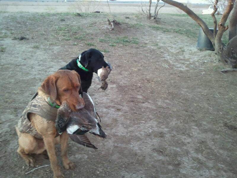 Authentic RAVE Retrievers pictures photograph 218