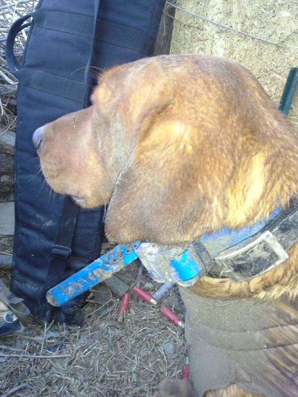 Authentic RAVE Retrievers pictures photograph 235