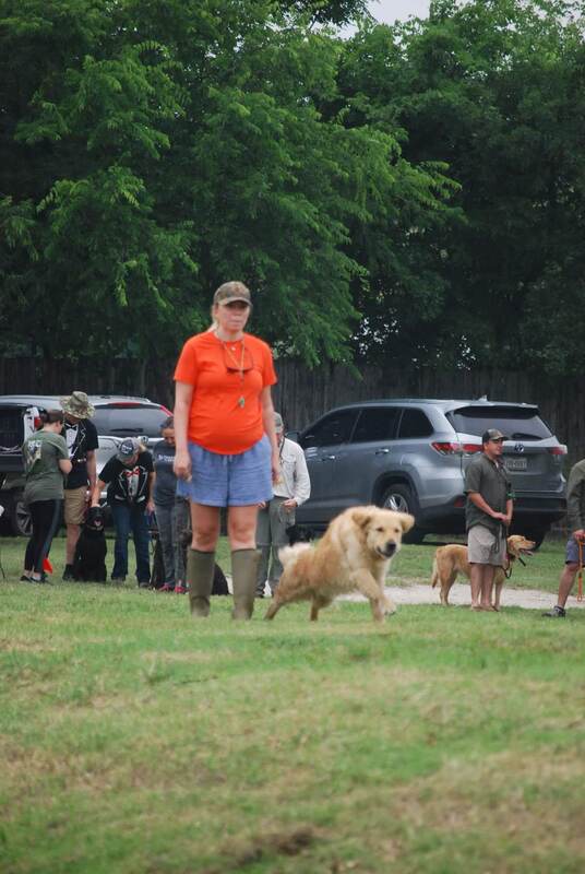 Authentic RAVE Retrievers pictures photograph 271